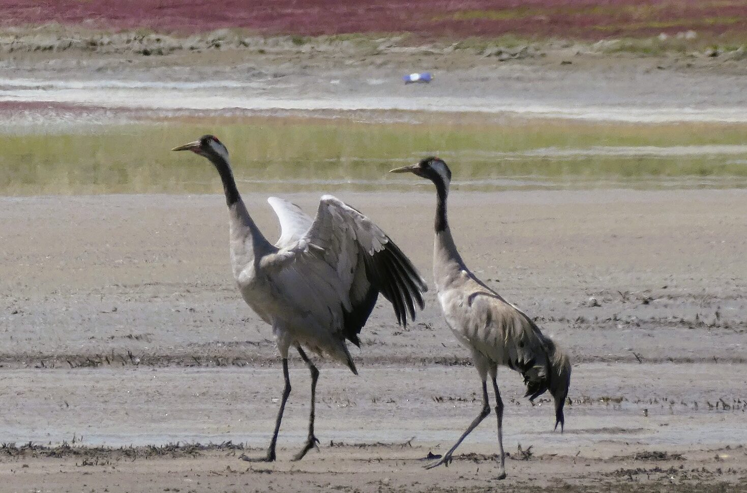 Журавль-красавка Demoiselle Crane иногда этих красавцев можно увидеть рядом с озером Тузколь